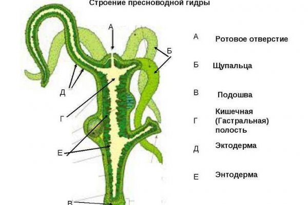 Что такое кракен плейс