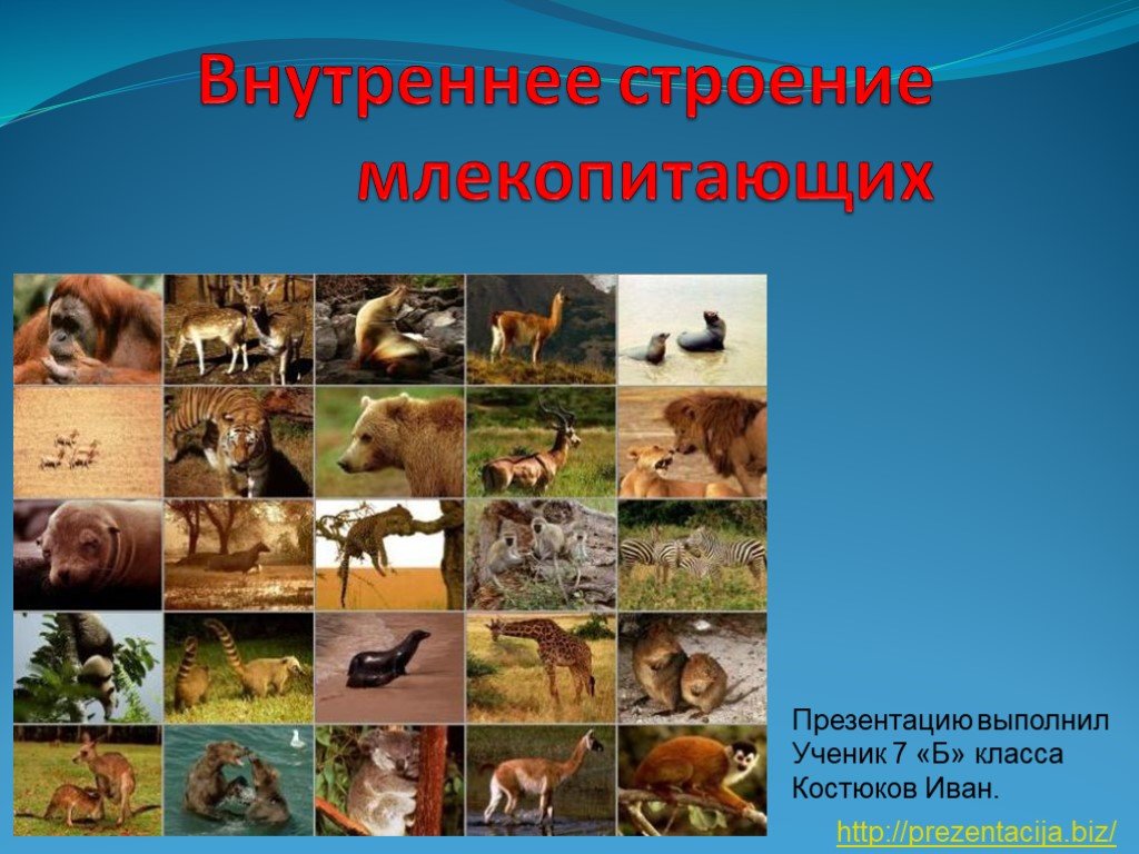Кракен ссылка стор